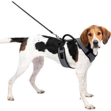 PETSAFWMESPHLGRY Image 1